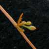 Dodder Flowerbuds