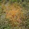 Dodder Infestation