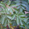 Blue Elderberry, Leaves