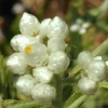 Pearly Everlasting CU