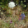 Foothill Gilia