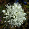 Foothill Gilia, CU