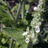 Whitestem Hedge-Nettle