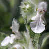 Whitestem Hedge-Nettle CU