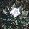 Jimsonweed