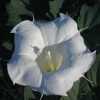 Jimsonweed CU