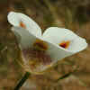 Superb Mariposa Tulip