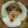 Butterfly Mariposa Lily CU