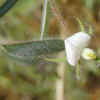 Spanish Lotus CU