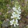 Whorled Lupine CU