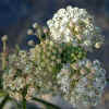 Narrow-Leaved Milkweed CU