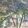 Narrow-Leaved Milkweed, Leaves