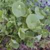 Miner's Lettuce