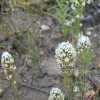 Pallid Owl's Clover