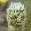 Pallid Owl's Clover CU