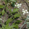 Hedge-Parsley CU