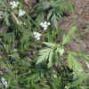 Hedge-Parsley, Leaves