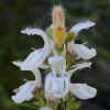 Gaping Penstemon CU