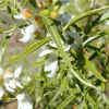 Gaping Penstemon, Leaves