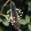 Narrow-Leaved Plantain CU