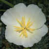 California Poppy CU, White variant