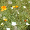 California Poppy, White variant