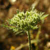 Rattlesnake Weed, Burs