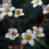 California Saxifrage CU