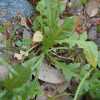 Shepherd's Purse, Leaves