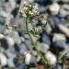 Shepherd'sPurseFlowers3-13-07.jpg (16457 bytes)