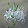 Wavy-Leaved Soap Plant CU