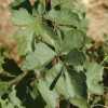 Squawbush, Leaves
