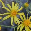 Shrubby Butterweed CU