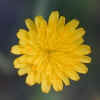 False Dandelion CU