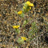 Hooker's Evening Primrose.jpg