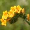 Fiddleneck CU