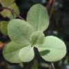 HoneysuckleChaparral,Lvs5-23-08.jpg (20113 bytes)