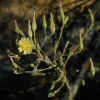 LettucePrickly,Flower.jpg (15849 bytes)