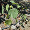 Indian Mallow