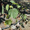 Indian Mallow