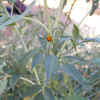 Bur Marigold