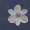 Narrow-Leaved Meconella CU