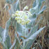 Woolly Milkweed