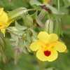 Common Monkeyflower CU