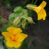 Common Monkeyflower, variant