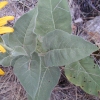 Hall's Mule Ears, Leaves