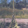 Common Mullein