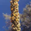 Common Mullein CU