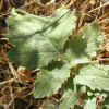 Charlock Mustard, Leaves