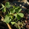 Oxalis, Leaves